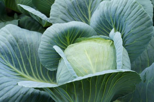 A healthy head of cabbage is shown growing in a well-tended garden, surrounded by rich soil and vibrant green leaves.