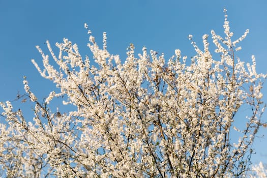 A blooming branch of apple tree in spring