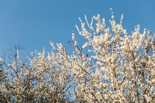 Cherry and apple blooming garden against clear blue sky. Spring flowering.