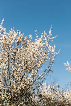 Cherry and apple blooming garden against clear blue sky. Spring flowering.