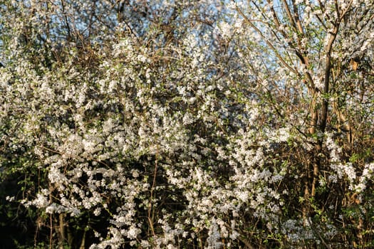 A blooming branch of apple tree in spring