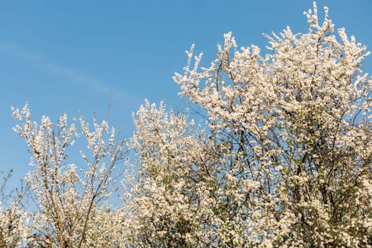 Cherry and apple blooming garden against clear blue sky. Spring flowering.