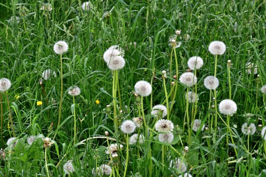 Beautiful white dandelions with seeds in meadow