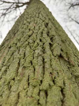 a close view of green moss on a tree trunk in a wild park. High quality photo