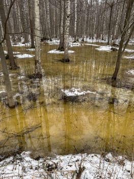 the reflection of trees on the water in the pool in spring park, trees trunks in water. High quality photo