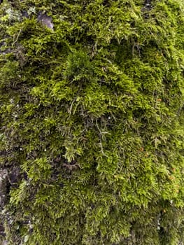 a close view of green moss on a tree trunk in a wild park. High quality photo