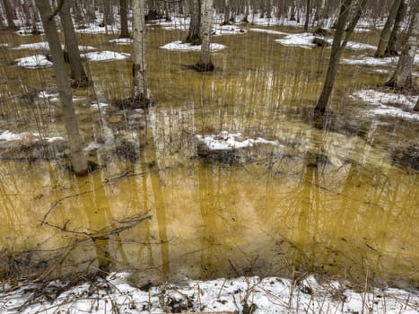 the reflection of trees on the water in the pool in spring park, trees trunks in water. High quality photo