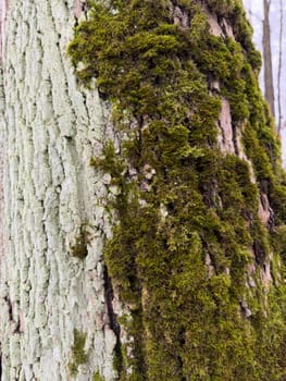 a close view of green moss on a tree trunk in a wild park. High quality photo