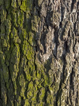 a close view of green moss on a tree trunk in a wild park. High quality photo