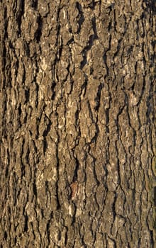 tree trunk, tree bark pattern in spring natural park. High quality photo