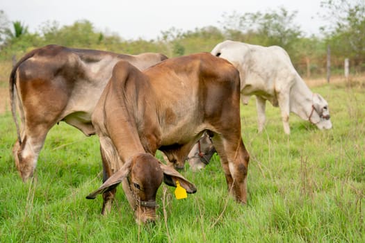 Group of cow enjoy to eat grass in the field outdoor and no people in the area in farm with day light.