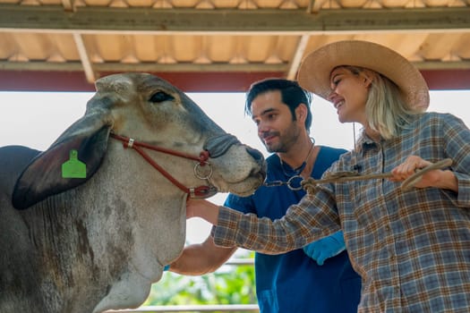 Beautiful farmer woman take care her cow in farm and the veterinarian also stay beside and they look happy to process of work together.