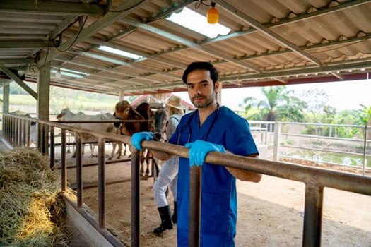 Portrait of veterinarian with blue gloves touch steel rail of cow stable and the owner also check condition of her cows in the background.