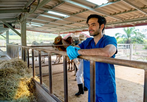 Portrait of veterinarian with blue gloves touch steel rail of cow stable also look to left side and the owner also check condition of her cows in the background.