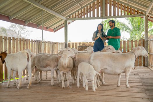 Asian famer and the veterinarian stand and discuss together about sheep in stable with day light.