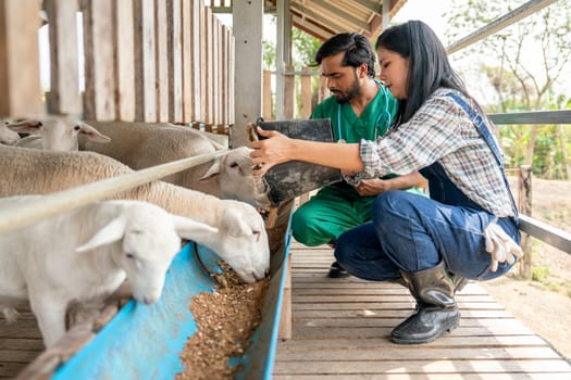 Beautiful Asian farmer woman give food to sheep into feed trough and the veterinarian also check health of animals and stay beside.