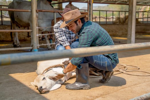 Side view of Caucasian farmer check problem or disease that occur near horn of cow and support with his staff in stable with day light.