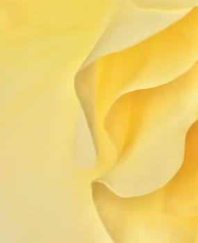 Yellow rose flower petals. Macro flowers backdrop for holiday design. Soft focus, abstract floral background