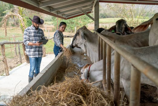 Two Asian man and woman farmer help to feed and check health of cows in stable with day light in their farm.