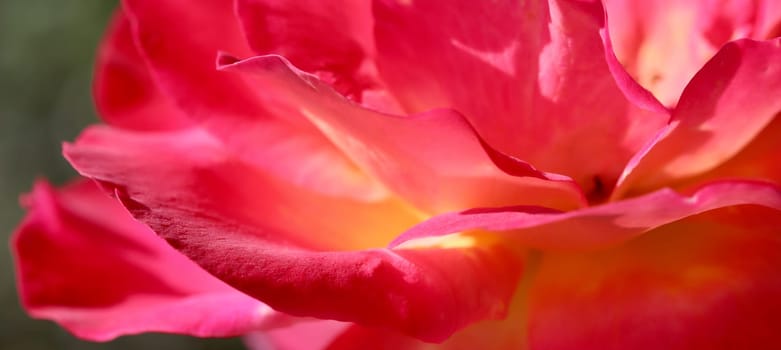 Pink yellow rose flower. Macro flowers background for holiday design. Soft focus
