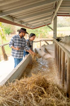 Vertical image of two Asian man and woman farmer help to feed and check health of cows in stable with day light in their farm.