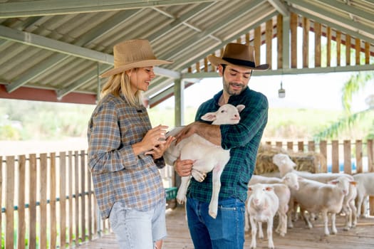 Caucasian man and woman farmers work together with man hold baby sheep to check health and take care by woman that use tablet to record and check the data in concept of smart farming.