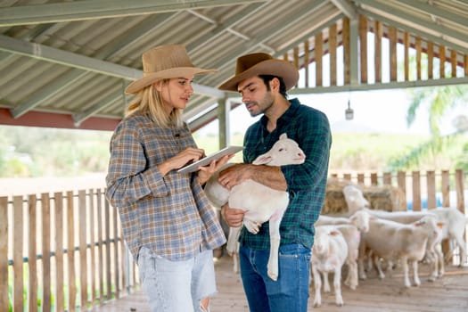 Caucasian man and woman farmers work together with man hold baby sheep to check health and take care by woman that use tablet to record and check the data in concept of smart farming.