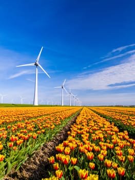 A vibrant field of yellow and red tulips dances gracefully under the watchful gaze of majestic windmills in the Netherlands Flevoland region during the enchanting Spring season. Earth day