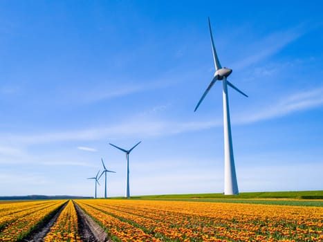 Windmill park in a field of tulip flowers, drone aerial view of windmill turbines generating green energy electrically, in the Netherlands. earth day