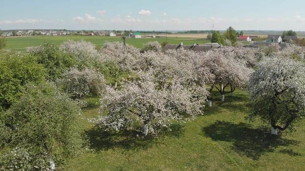 Blooming apple tree in spring time in Russia. Aerial view