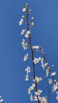 Branches of flowering cherry plums on a spring sunny day against the blue sky