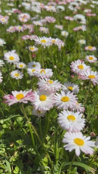 Pretty daisy flowers blooming in the meadow