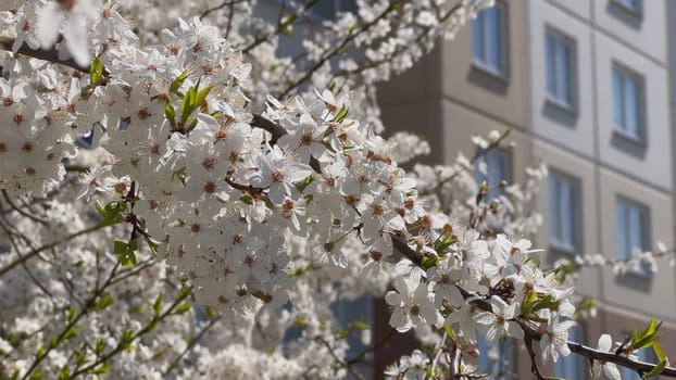 White flowers on a tree on a spring day in the city