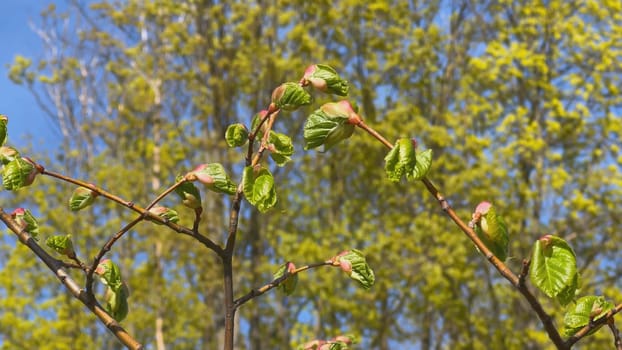 Spring blossoming buds on a tree branch