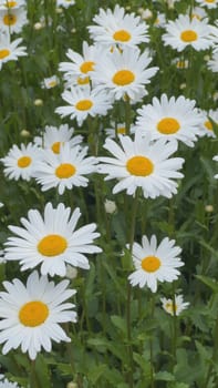 White daisies in the meadow on a summer day
