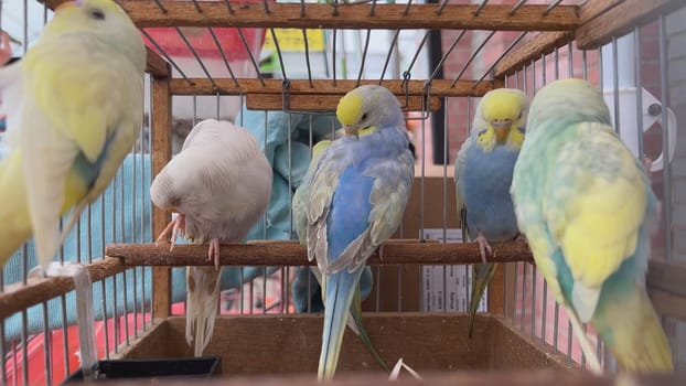 Multicolored parrots in a cage in the bazaar
