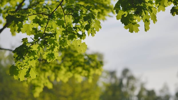 The green branches of a maple tree on a summer day