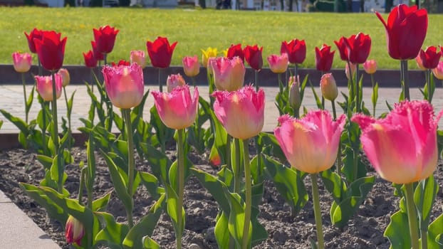 Tulips bloom in the spring sun in the park. Bulbous tulips in a city park on a sunny spring day. Beautiful flowers in the city park beds. Beautiful flowers in urban greenery. Blooming tulips.
