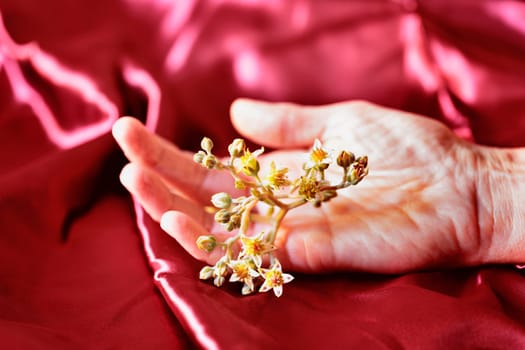 Female hand with flowers on dark red background , creative and romantic occupation