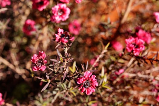 Flowering plant of  prickly tea tree ,  leptospermum juniperinum or New Zealand tea tree