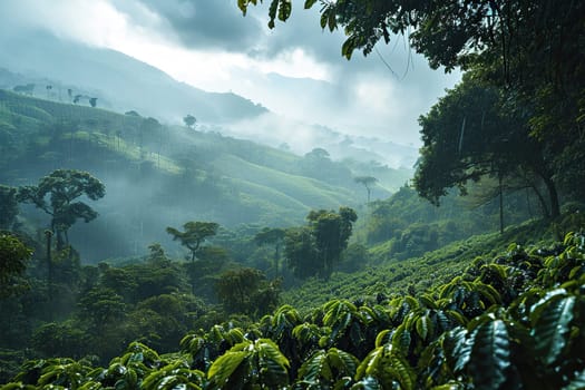 A huge coffee plantation on a rainy cloudy day.