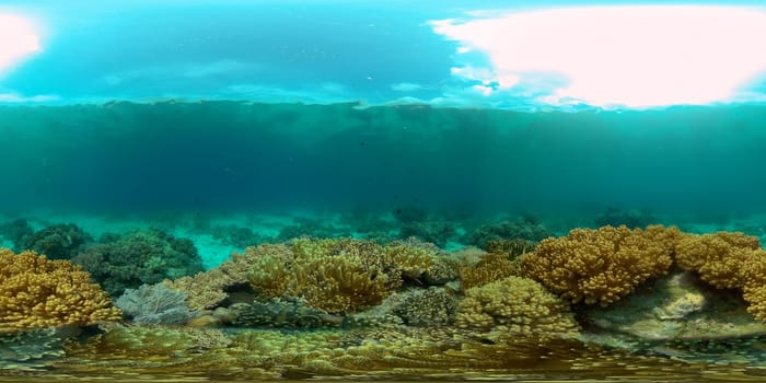 Coral Reef Fish Scene. Tropical underwater sea fish. Colourful tropical coral reef. Philippines. 360 panorama VR