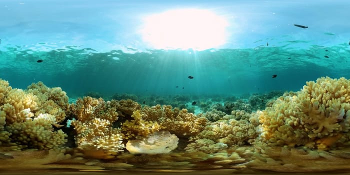 Underwater scene coral reef. Hard and soft corals, underwater landscape. Travel vacation concept. Philippines. Virtual Reality 360.