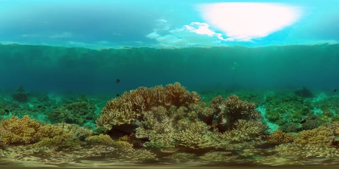 Underwater fish reef marine. Tropical colourful underwater seascape. Philippines. Virtual Reality 360.