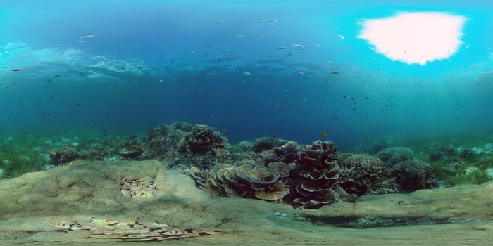 Coral garden seascape. Colourful tropical coral. Philippines. 360 panorama VR