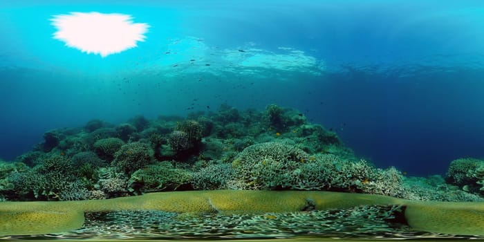 Tropical fishes and coral reef at diving. Beautiful underwater world with corals and fish. Philippines. 360 panorama VR