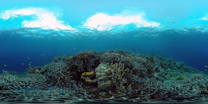 Colourful tropical coral reef. Scene reef. Seascape under water. Philippines. Virtual Reality 360.