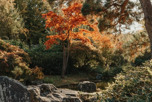 Beautiful calm scene in spring Japanese garden. Japan autumn image. Beautiful Japanese garden with a pond and red leaves. Pond in a Japanese garden.