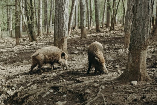 Two wild boars walk freely among the trees in the national nature reserve in Rochefort, Belgium on a summer sunny day, side view close up.
