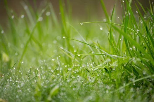 Vibrant green field of grass covered in glistening water droplets, background is out of focus, contributing to a vitality and tranquil atmosphere